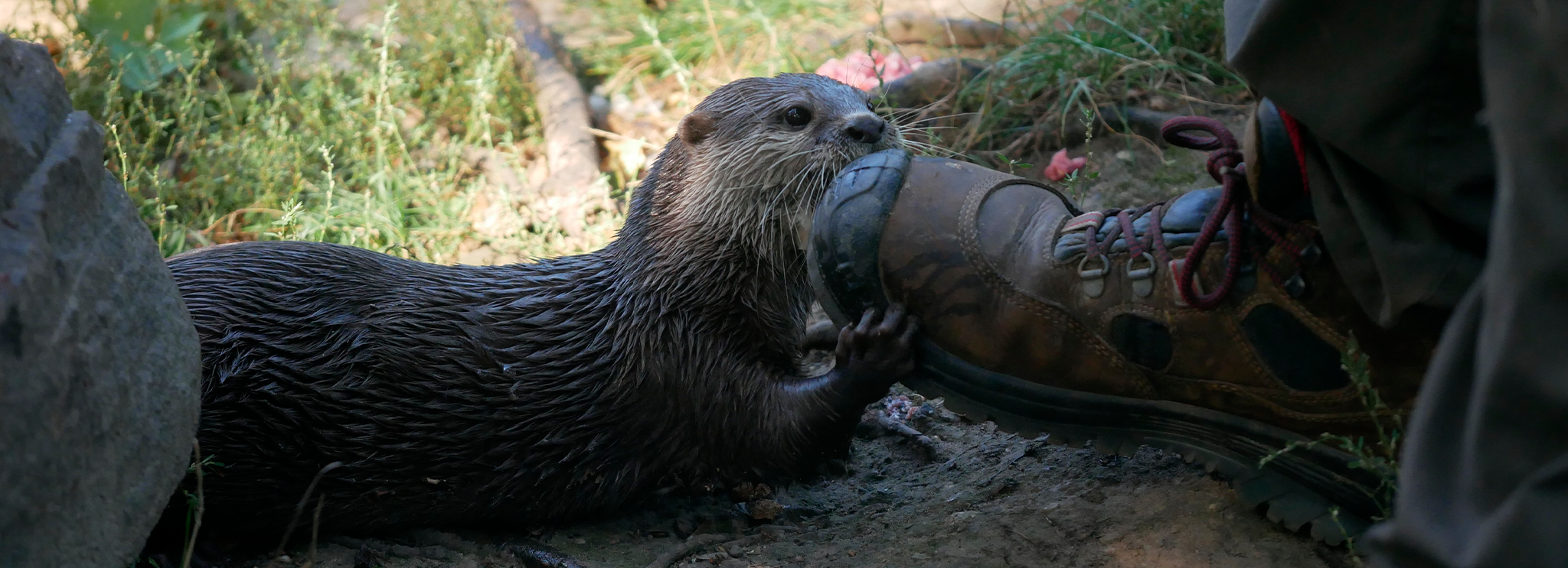 Toms love 2025 otters womens